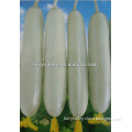 Growing Chinese F1 White Cucumber Seeds-White Snow